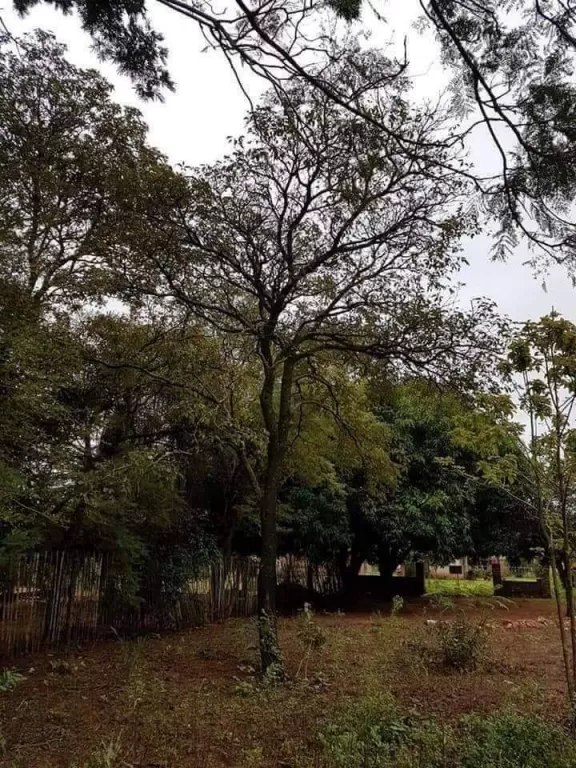 Oferta 2 lotes juntos en Luque Mora cue — foto 2
