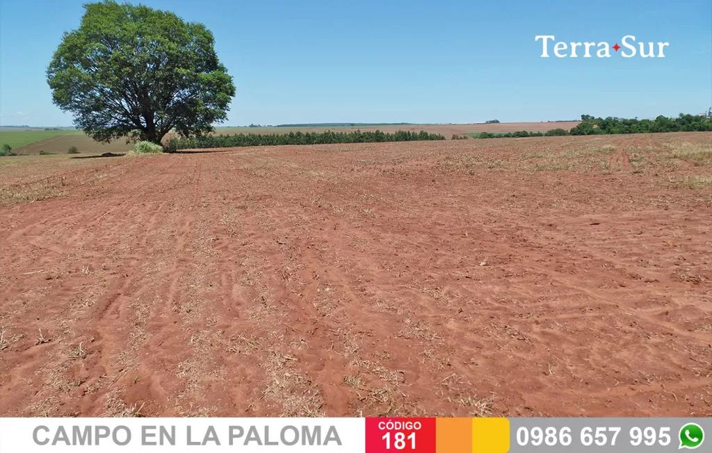 ATRACTIVO CAMPO EN LA PALOMA (CANINDEYÚ) — foto 2
