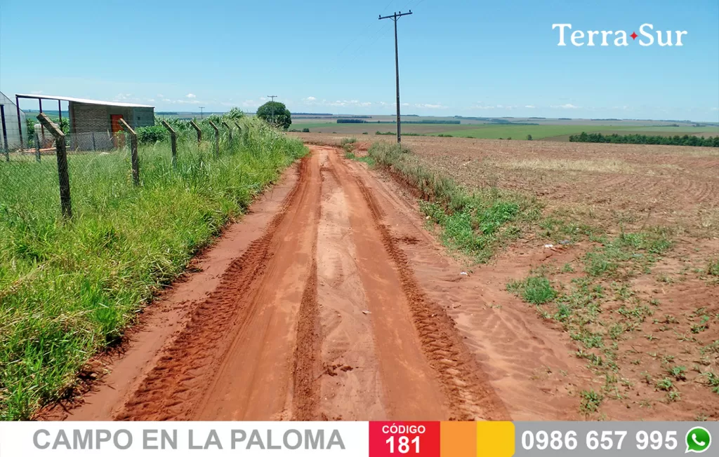 ATRACTIVO CAMPO EN LA PALOMA (CANINDEYÚ) — foto 3