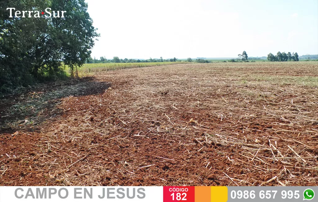 PRODUCTIVA PARCELA AGRíCOLA EN JESÚS — foto 3