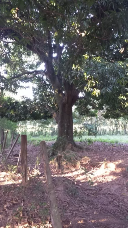 NUEVOS TERRENOS TITULADOS — foto 3