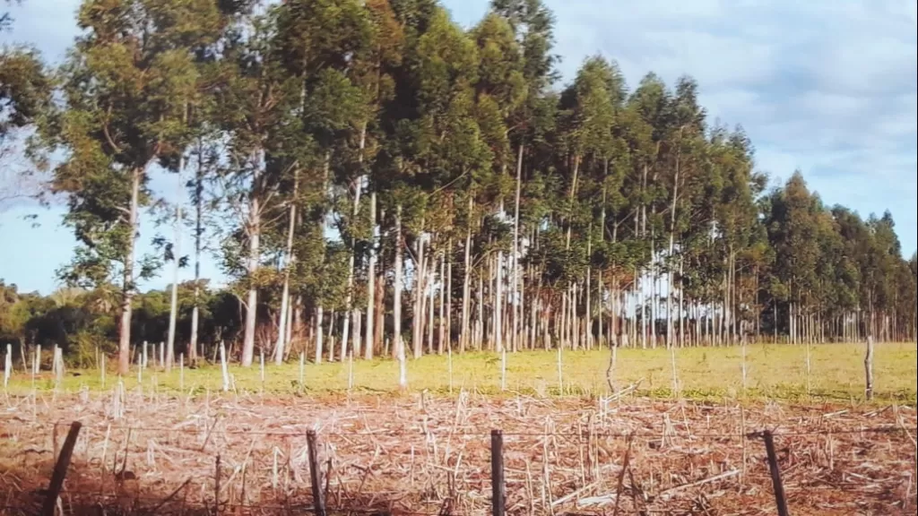 CAMPO FORMADO EN REPATRIACION-CAAGUAZU — foto 2