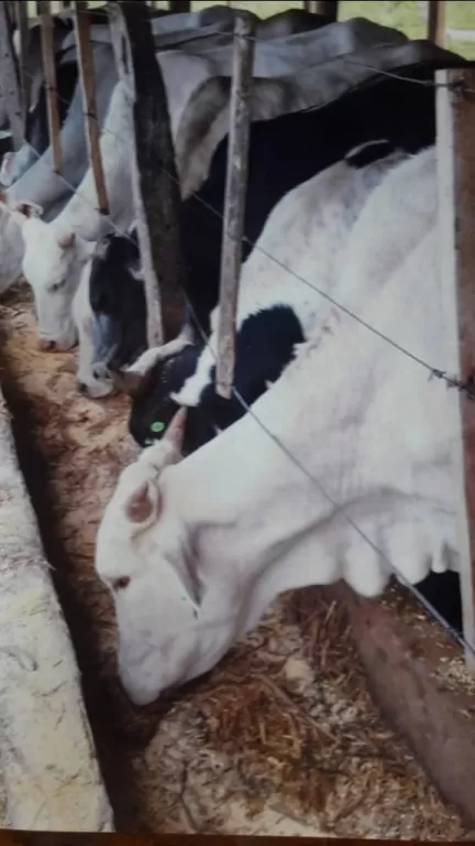 CAMPO FORMADO EN REPATRIACION-CAAGUAZU — foto 3
