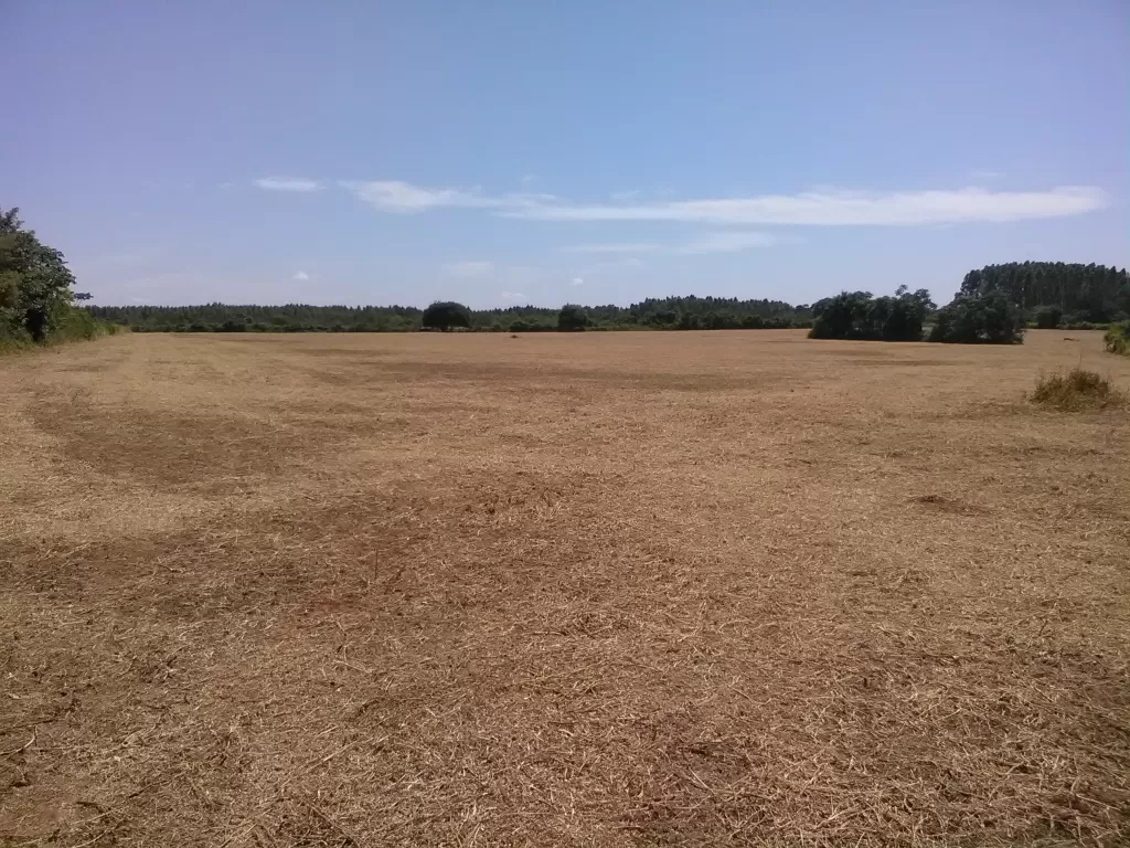 Vendo estratégica propiedad ( 30 + 30 has) sobre ruta 7 (Alto Paraná), a 70 km de CDE — foto 3