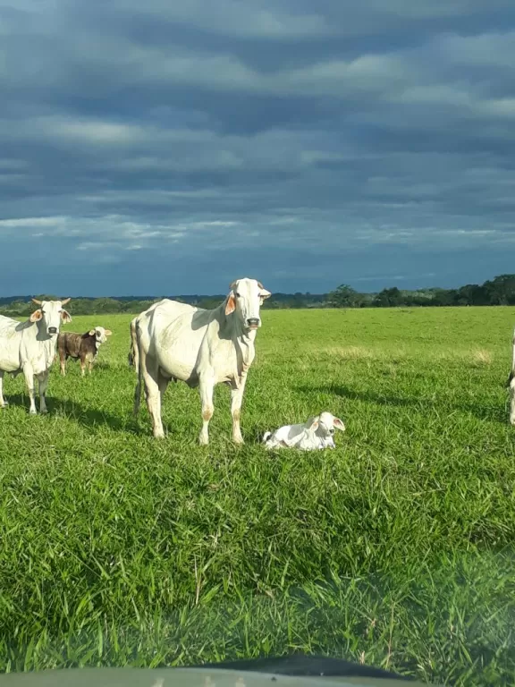 550 has para agricultura y ganadería — foto 2