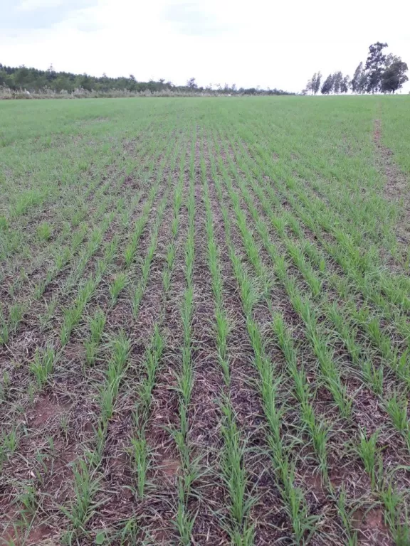 550 has para agricultura y ganadería — foto 3