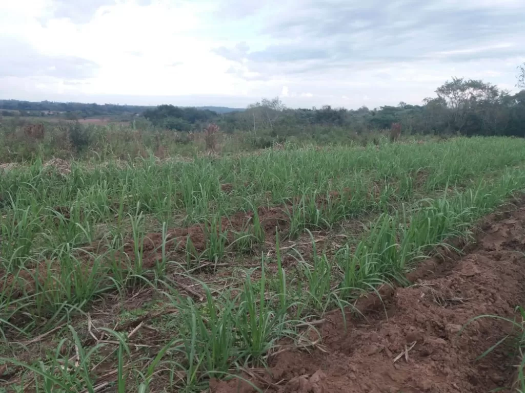 Vendo terreno 3 hectareas y media. Titulada y tasas municipales al dia. — foto 2