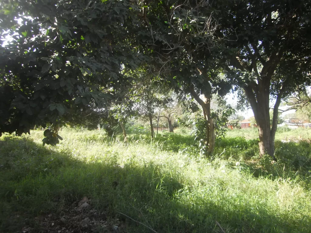 Superficie 5600 mts2, alucinante terreno en pai ñu, ñeemby!!! — foto 3