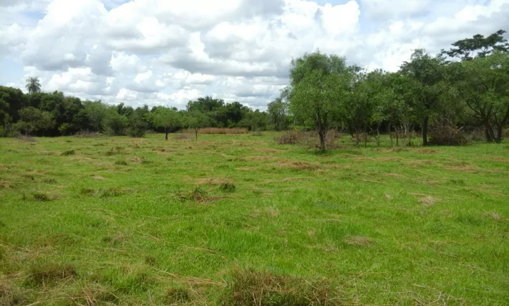 SOBRE RAMAL CARAPEGUA - ACAHAY 11 HAS. TITULADO — foto 3