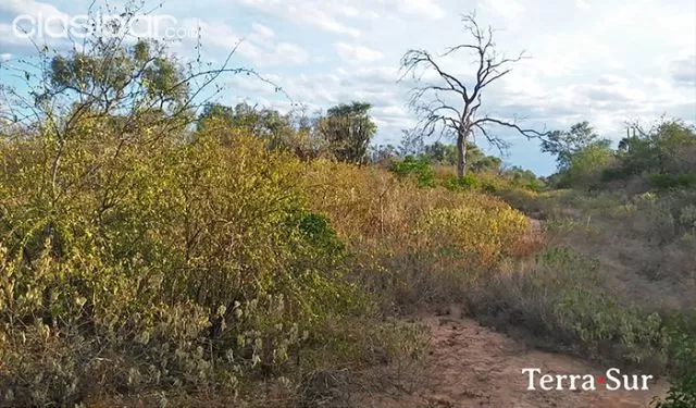 CAMPO AGRO-FORESTAL- MARISCAL ESTIGARRIBIA — foto 2