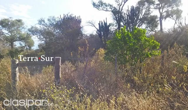 CAMPO AGRO-FORESTAL- MARISCAL ESTIGARRIBIA — foto 3