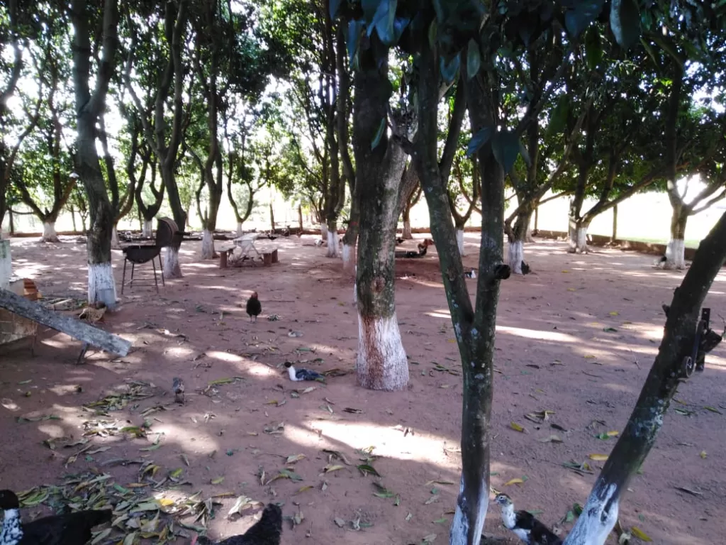 Propiedad para Granja en Venta en Yaguarón — foto 2