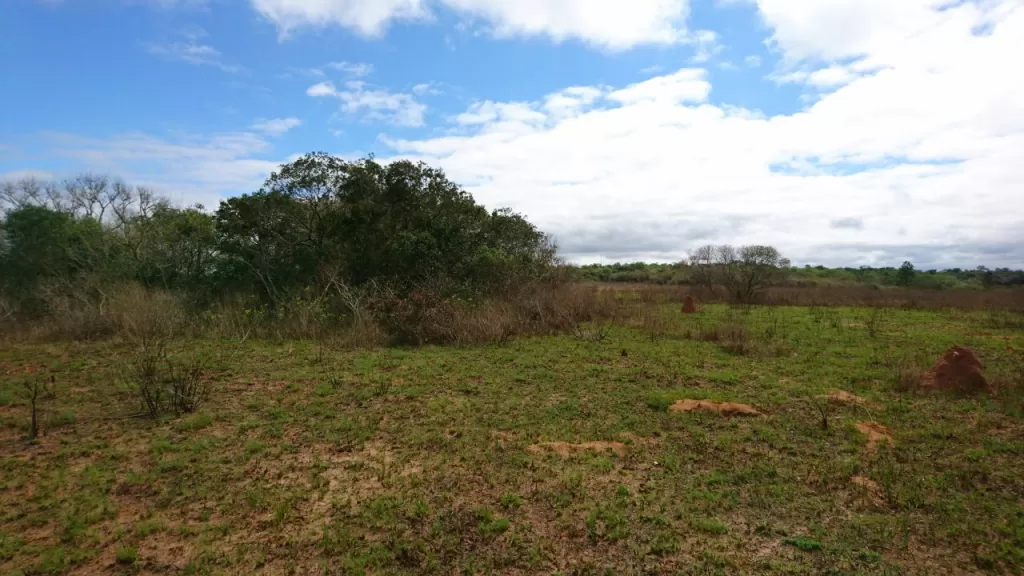 VENDO TERRENO DE 110 HECTAREAS EN YHU - CAAGUAZU — foto 3