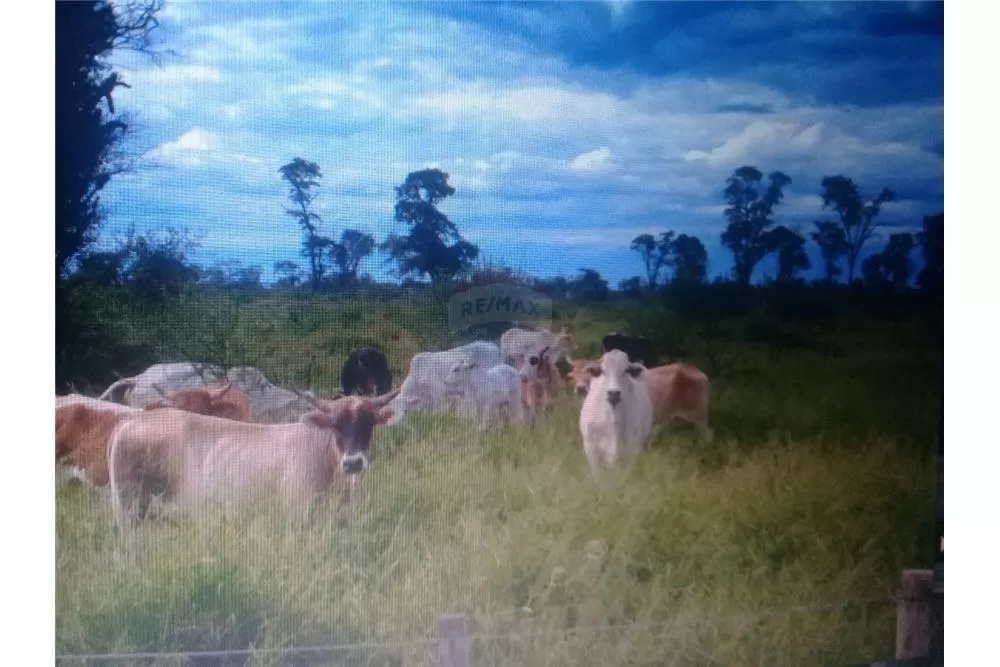 Vendo campo en la zona Pirizal,Boqueron 2,500,000,000 ₲ — foto 2