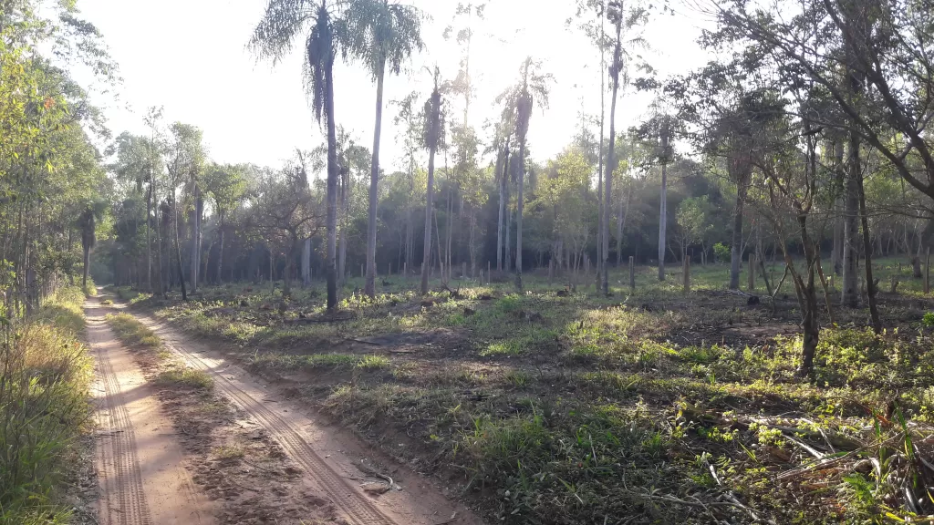 TERRENO DE 10 HECTAREAS. — foto 2