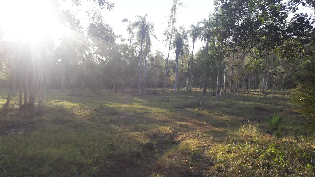 TERRENO DE 10 HECTAREAS. — foto 3
