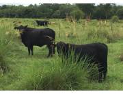 Estancia en el Chaco a 200 km de Asuncion Sobre Ruta Transchaco 7500 Hectareas en Venta