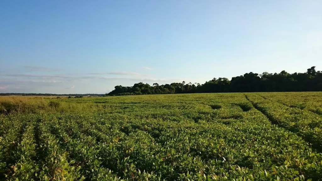 CAAZAPÁ 3500 HAS AGRÍCOLA GANADERA MUY BIEN FORMADA — foto 3