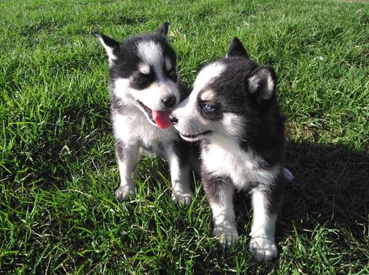 Vendo Husky Siberiano De Ojos Azules 1451223 Clasipar Com En Paraguay