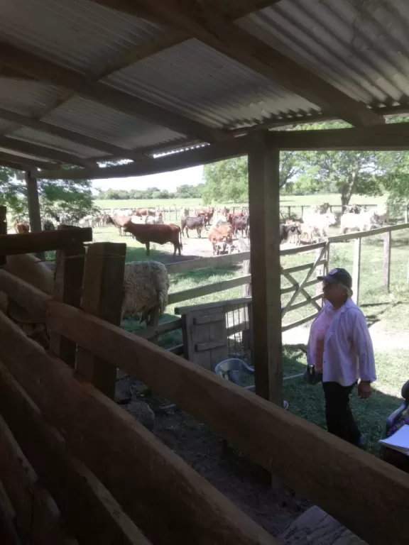 Vendo hermoso campo en Humaitá Ñeembucu 200 hectáreas — foto 2