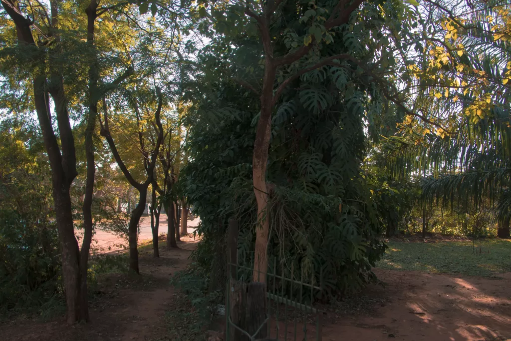 VENDO HERMOSO LOTE ARBOLADO EN ESQUINA, LUQUE ZONA CONMEBOL — foto 3