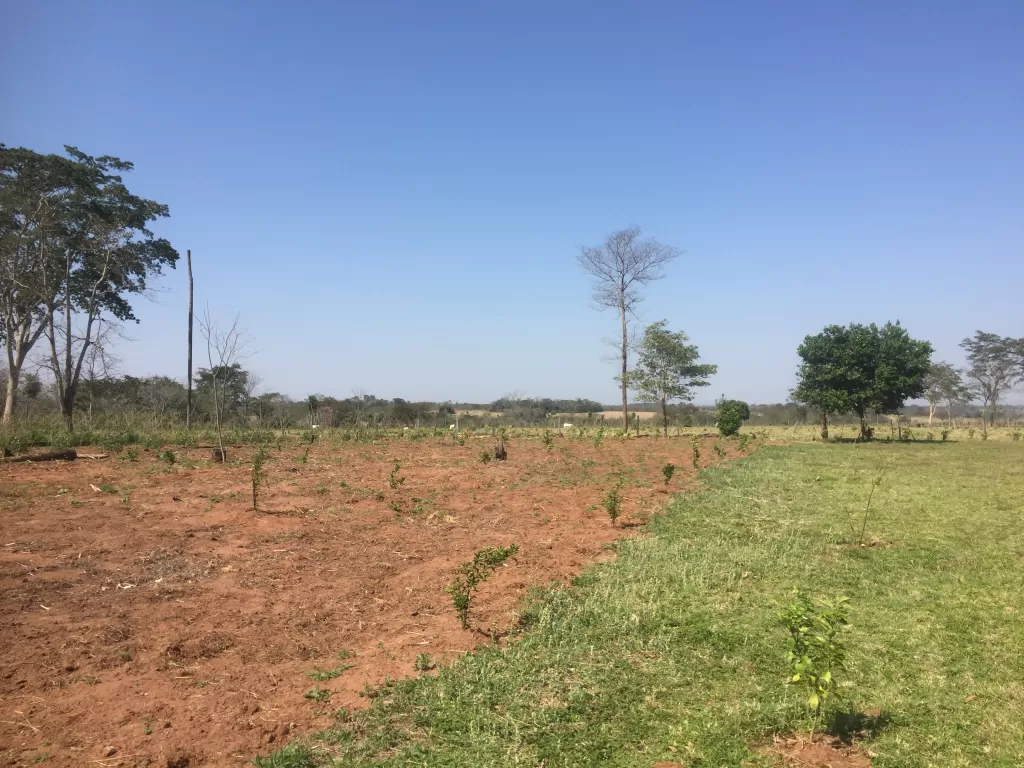VENDO SAN ESTANISLAO 50 HECTAREAS!!!!!!! — foto 2
