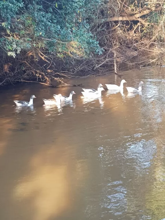 Vendo campo de 576 hectáreas en Paraguari linda por arroyo — foto 3