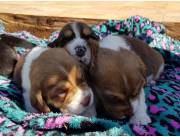 Cachorros beagles 0992980033