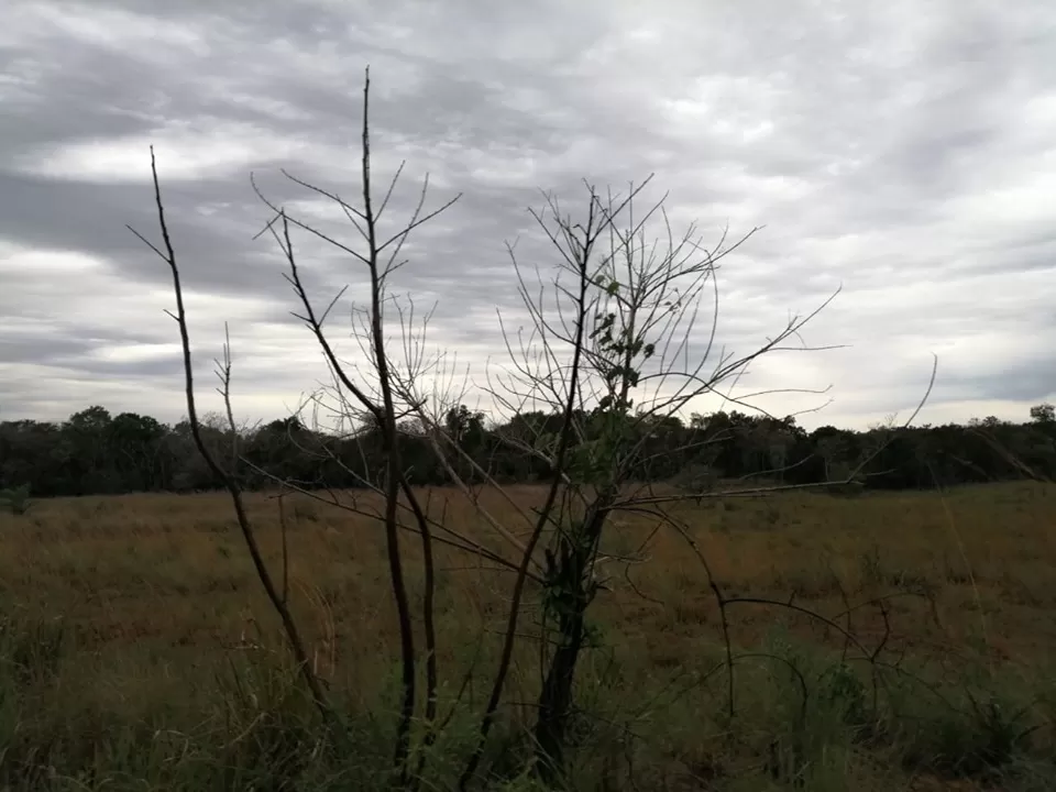 VENDO 43 HECTAREAS EN SAN JOSE DE LOS ARROYOS — foto 2