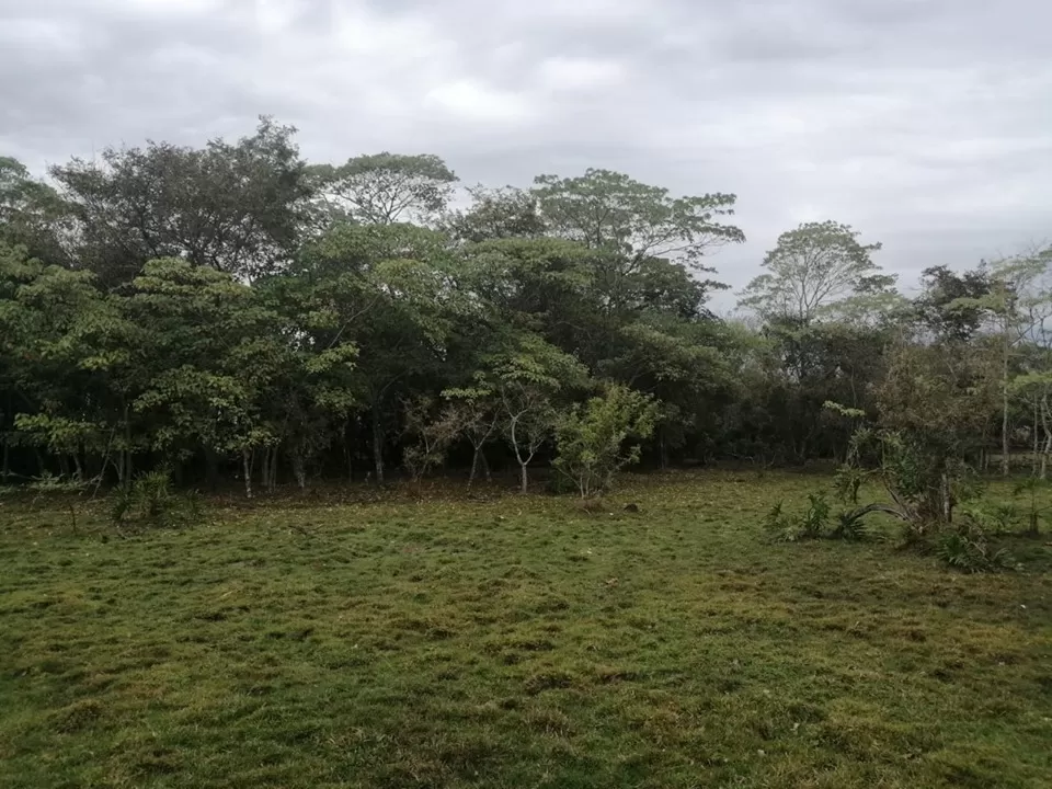 VENDO 43 HECTAREAS EN SAN JOSE DE LOS ARROYOS — foto 3