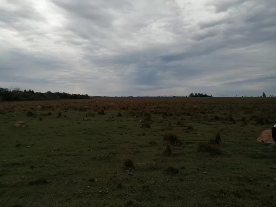 VENDO 142 HECTAREAS EN SAN JOSE DE LOS ARROYOS — foto 3
