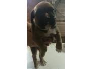 CACHORROS RAZA BOXER