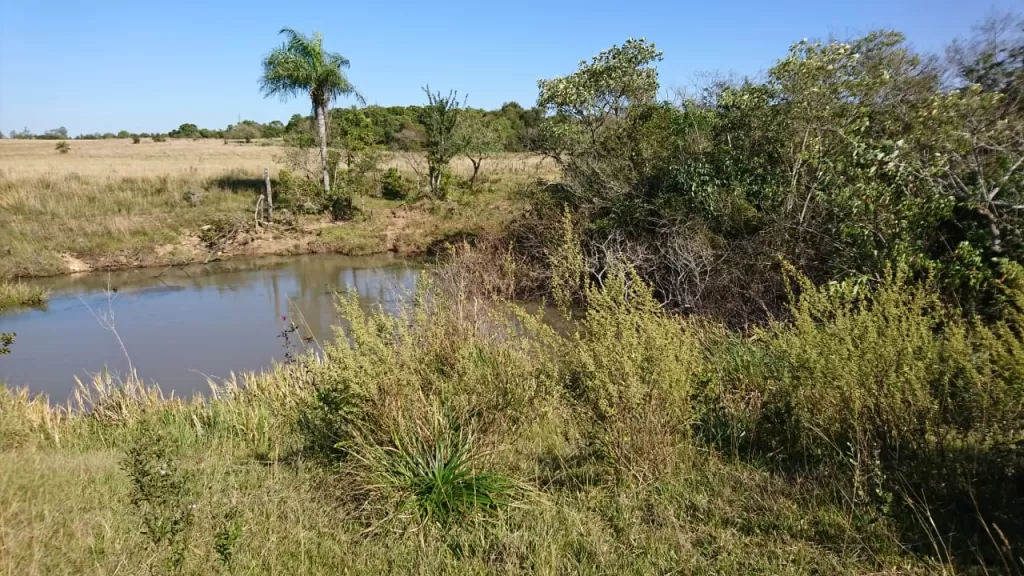 CAMPO DE 56 HECTAREAS EN PARAGUARI A 800 METROS DE RUTA 1 — foto 2