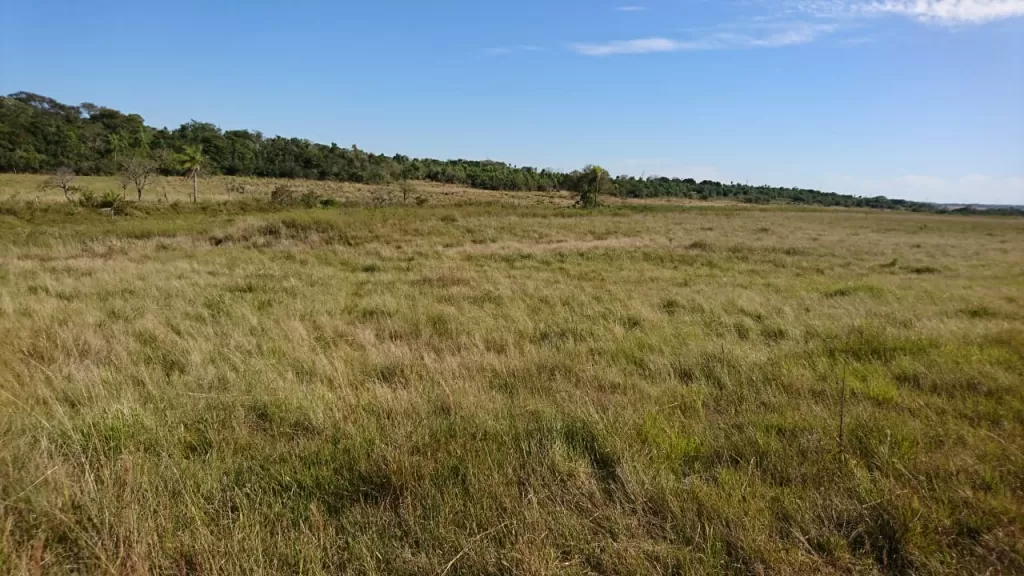 CAMPO DE 56 HECTAREAS EN PARAGUARI A 800 METROS DE RUTA 1 — foto 3