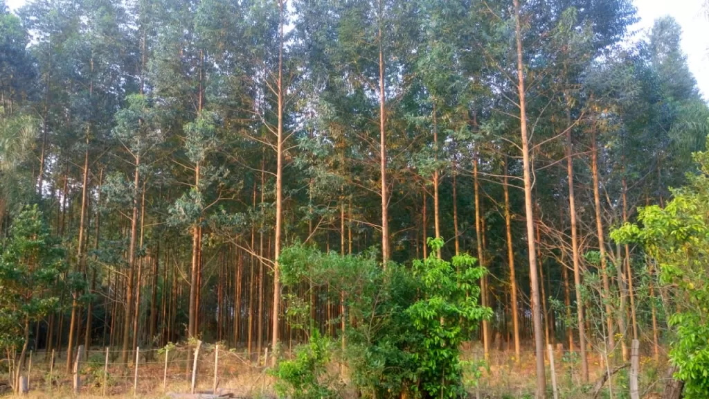 Terreno 3 hectares con Eucaliptos — foto 2
