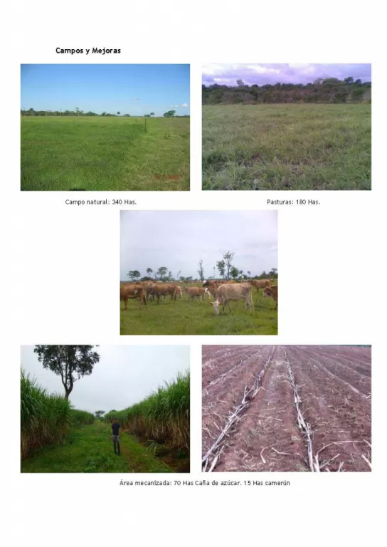 ESPECTACULAR ESTANCIA TODA FORMADA EN CARAYAO - DEPARTAMENTO DE CAAGUAZU — foto 3