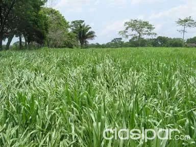 Inmueble Rural - Loma Clavel - Dpto. San Pedro — foto 2