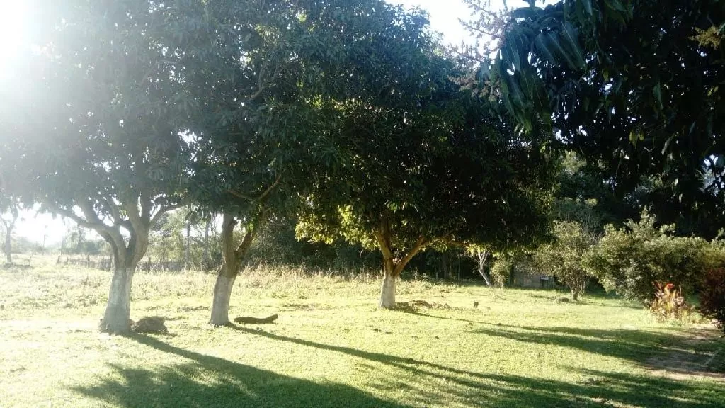 PEQUEÑO CAMPO EN LA COLMENA. — foto 2