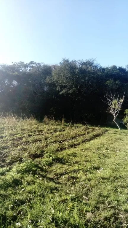 PEQUEÑO CAMPO EN LA COLMENA. — foto 3