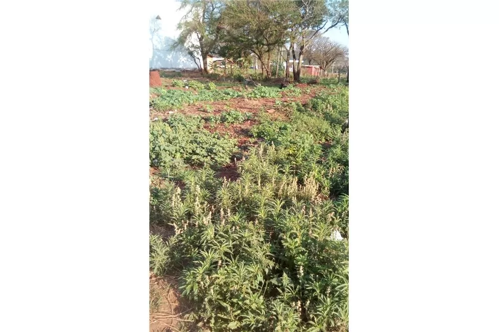 VENDO TERRENO EN PEDRO JUAN CABALLERO — foto 2