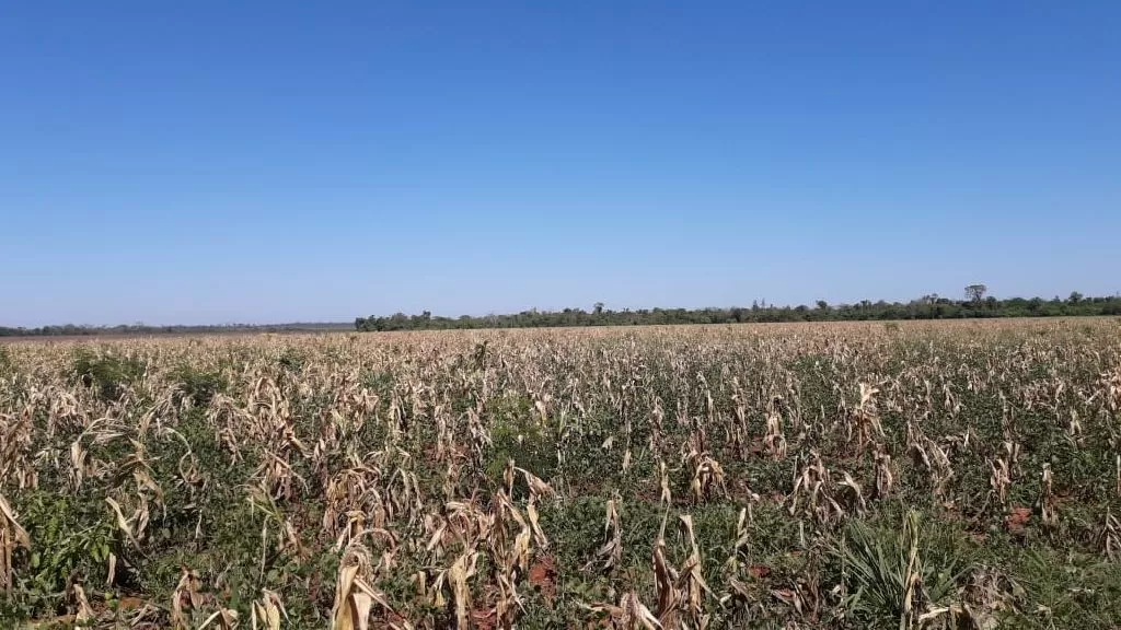 Vendo campo de 1200 hectáreas, San Pedro — foto 2