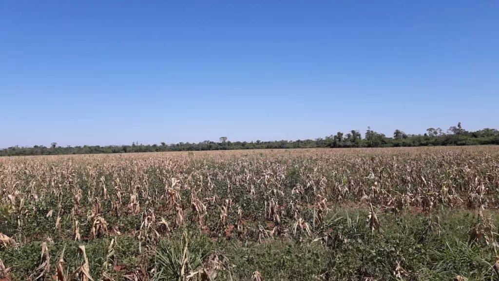 Vendo campo de 1200 hectáreas, San Pedro — foto 3