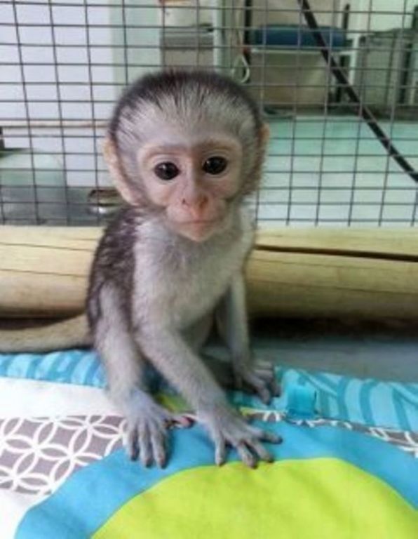 Bebe Monos Capuchinos Para La Adopcion Clasipar Com En Paraguay