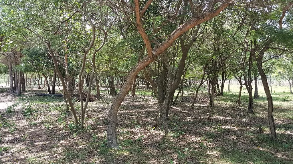 BELLEZA ÚNICA 4ha y 12 Pirayu sobre asfalto — foto 3