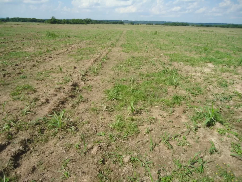 GRAL. AQUINO, SAN PEDRO: MAGNIFICA ESTANCIA AGROGANADERA EN FUNCIONAMIENTO, CAMPOS, PASTUR — foto 3
