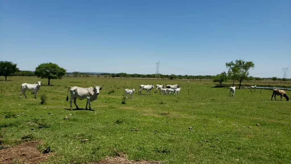 VENDO EN OFERTA PROPIEDAD DE 137 HA. EN EUSEBIO AYALA (BARRERO GRANDE - DPTO. CORDILLERA) — foto 3