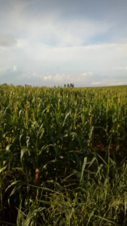 VENDO CAMPO 1.200 HAS. EN CARAYAO, CAAGUAZU, CERCA CNEL. OVIEDO — foto 2