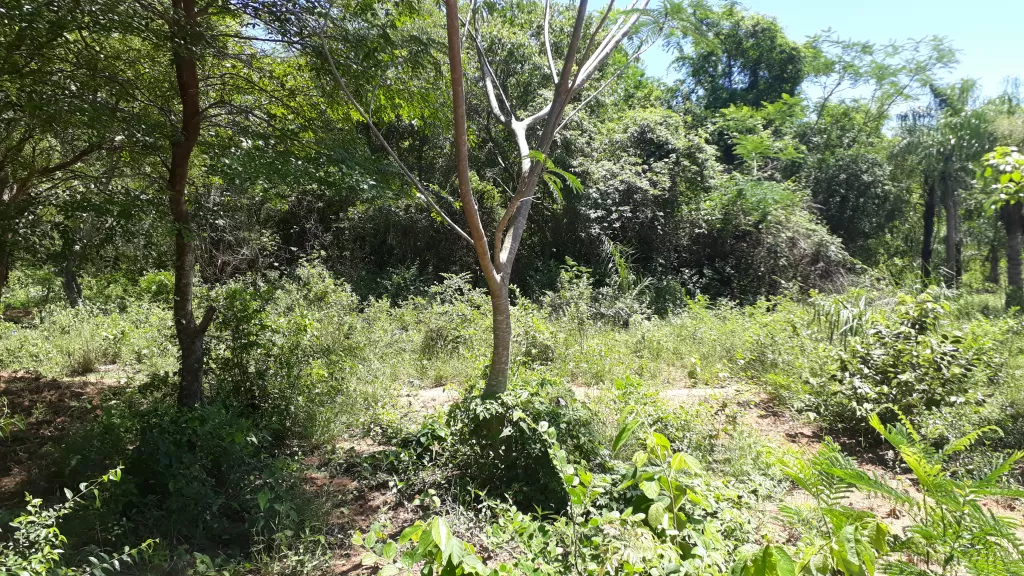 Oferta terreno titulado ciudad de Luque, zona tarumandy. — foto 3