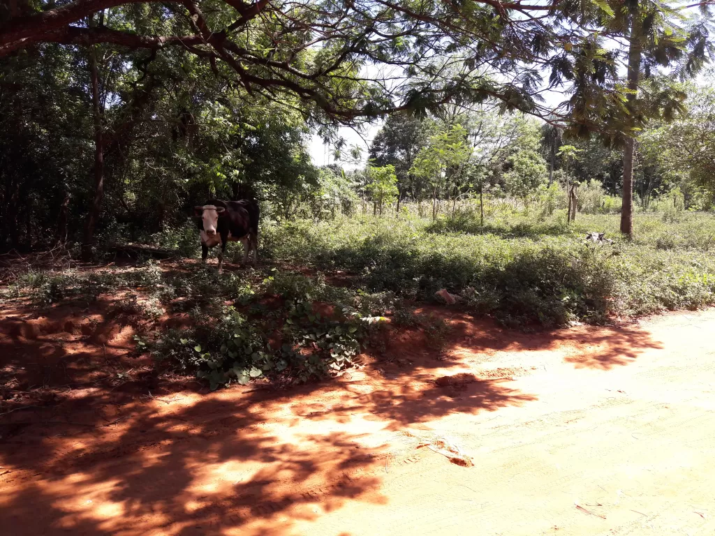 URBANIZACION EL DORADO-LUQUE — foto 3