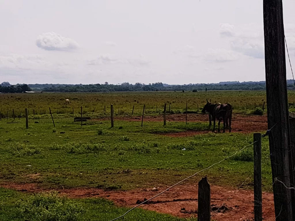 Vendo 300 hectareas san cosme y damian. — foto 3